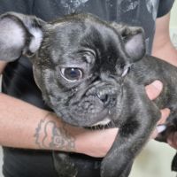 Bouledogue français mâle #0