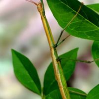 Phasmes marmessoidea cat tien #1