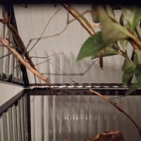 Phasmes marmessoidea cat tien #3