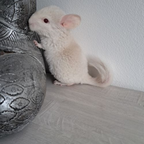 Chinchilla mâle #2