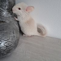 Chinchilla mâle #2