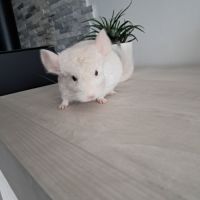 Chinchilla mâle #3