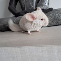 Chinchilla mâle #6