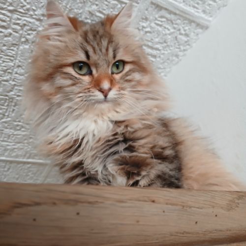 Adorable chaton sibérien couleur rare #1