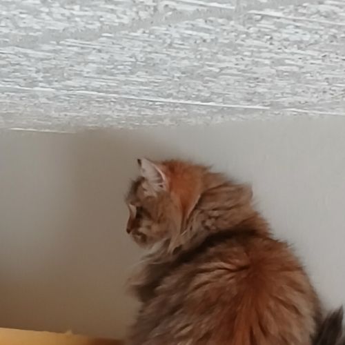 Adorable chaton sibérien couleur rare #2