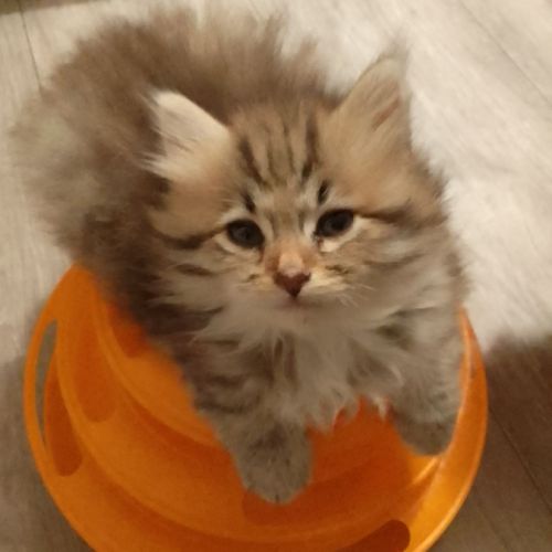 Adorable chaton sibérien couleur rare #4