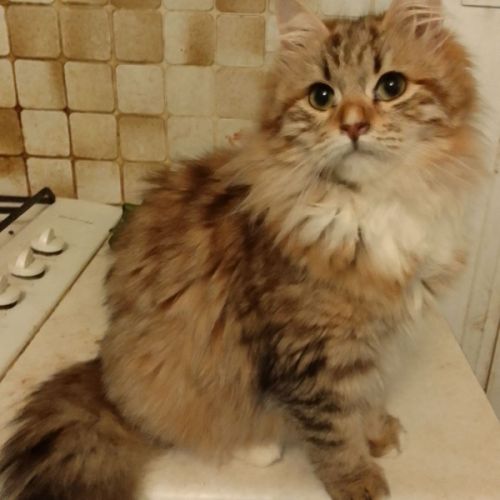 Adorable chaton sibérien couleur rare #5