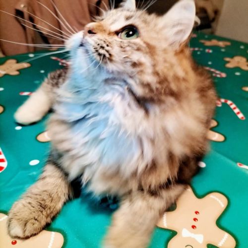 Adorable chaton sibérien couleur rare #6