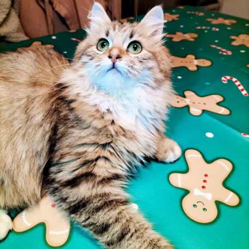 Adorable chaton sibérien couleur rare #7