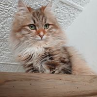 Adorable chaton sibérien couleur rare #1