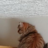 Adorable chaton sibérien couleur rare #2