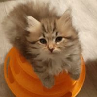 Adorable chaton sibérien couleur rare #4