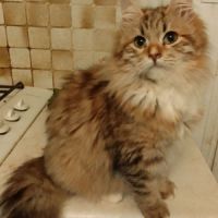 Adorable chaton sibérien couleur rare #5