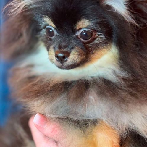 Femelle spitz poméranien black and tan merle #4