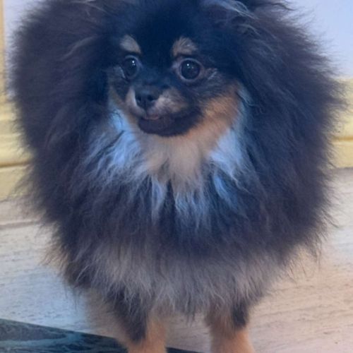 Femelle spitz poméranien black and tan merle #5