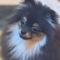 Femelle spitz poméranien black and tan merle