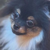 Femelle spitz poméranien black and tan merle #2