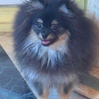 Femelle spitz poméranien black and tan merle #3