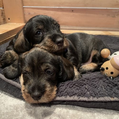Merveilleux bébés teckel à poil dur standard #6
