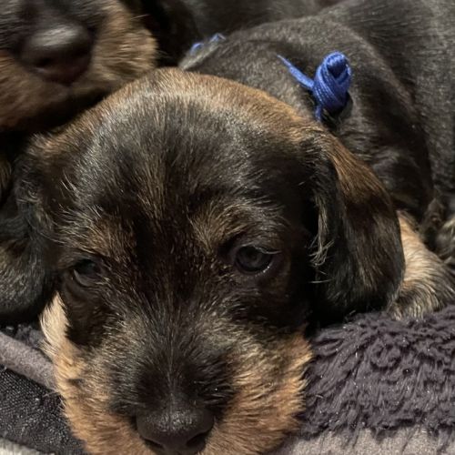 Merveilleux bébés teckel à poil dur standard #7