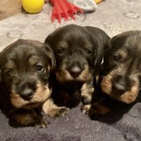 Merveilleux bébés teckel à poil dur standard #1