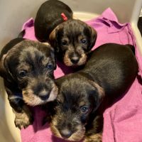 Merveilleux bébés teckel à poil dur standard #3