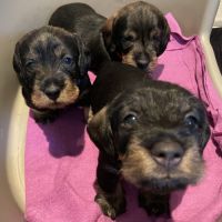 Merveilleux bébés teckel à poil dur standard #4