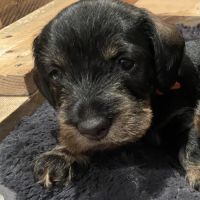 Merveilleux bébés teckel à poil dur standard #5