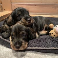 Merveilleux bébés teckel à poil dur standard #6