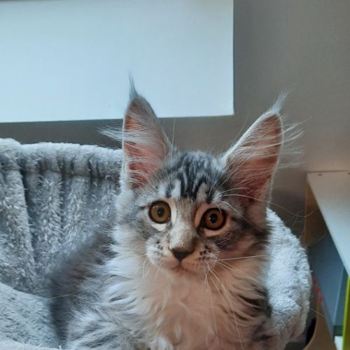 4 chatons maine coon à l'adoption #1