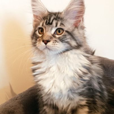 4 chatons maine coon à l'adoption #4