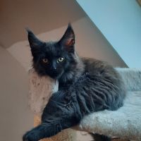 4 chatons maine coon à l'adoption #0