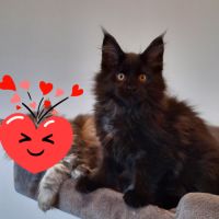 4 chatons maine coon à l'adoption #3