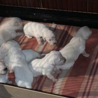 Chiots type golden retriever #0