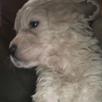 Chiots type golden retriever #2