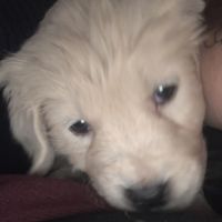 Chiots type golden retriever #3