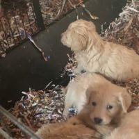 Chiots type golden retriever #4