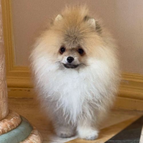 Magnifique spitz poméranien pure race lignée russe #2