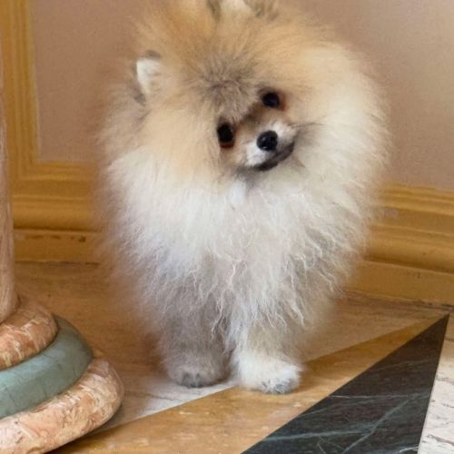 Magnifique spitz poméranien pure race lignée russe #4