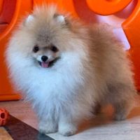 Magnifique spitz poméranien pure race lignée russe #1