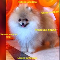 Magnifique spitz poméranien pure race lignée russe #0