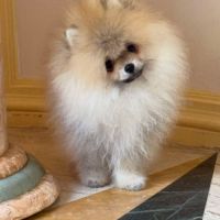 Magnifique spitz poméranien pure race lignée russe #4