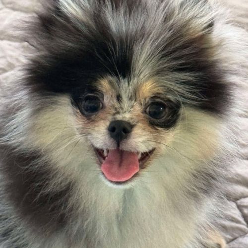 Magnifique poméranien bleue merle #1