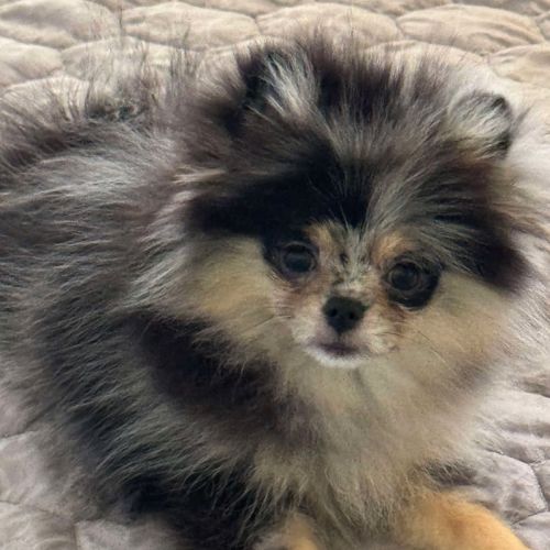 Magnifique poméranien bleue merle #3