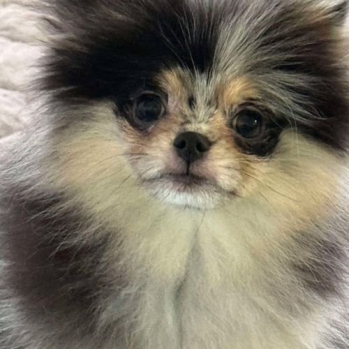 Magnifique poméranien bleue merle #4