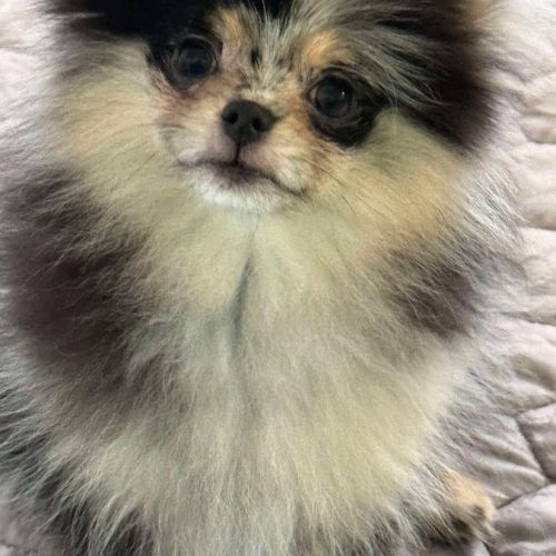 Magnifique poméranien bleue merle #5