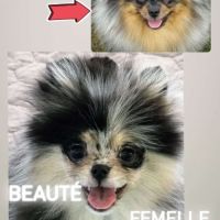 Magnifique poméranien bleue merle