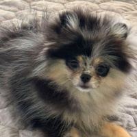 Magnifique poméranien bleue merle #3