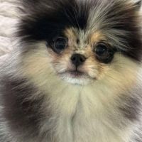 Magnifique poméranien bleue merle #4