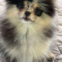 Magnifique poméranien bleue merle #5